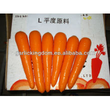 Nuevo cultivo Fresh Carrot SM grade